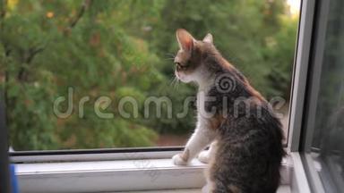 <strong>小猫小猫</strong>坐在开着<strong>的</strong>窗户上，看着大自然。 这只<strong>小猫</strong>在房子<strong>的</strong>窗户上感到悲伤